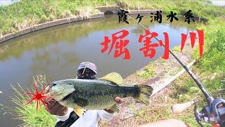 【霞ヶ浦】初夏の堀割川を攻略！？【北浦】