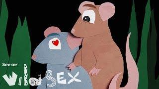 Sealing Off Genitals: The Bizarre Story of Rat Sex