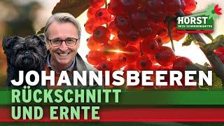 Rote, weiße und schwarze Johannisbeeren – Schnitt einfach erklärt! | Horst sein Schrebergarten