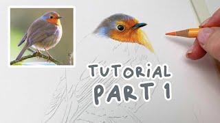 How to Draw a Realistic Robin | Coloured Pencil Tutorial Part 1