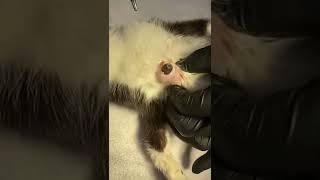 Huge Botfly Removed From A Kitten (Part 1) #catrescue #shorts #internationalcatday