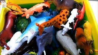 Learn Sea Animals, Farm Animals Wild Zoo Animals names English Korean 바다동물 농장동물 동물원동물 야생동물 이름 배우기!!