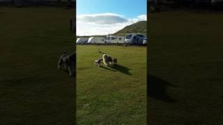 Spartacus and Otto The Schnauzers going stalking