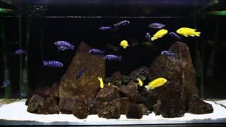 Pseudotropheus demasoni and Labidochromis caeruleus | African Cichlids | Malawi | Breeding Aquarium