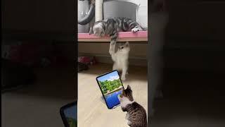 Funny cats.  #highlightseveryone  #moreviewers