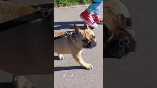 Совсем мелкий ножка #французскийбульдог #pet #щенок #frenchbulldog #собака #puppy