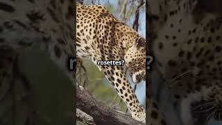 Why Leopards Are The Most Impressive Hunters