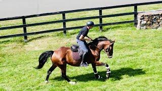 Maciek Pestka || Professional Equestrian || Horse riding || CTFarms || Red Gate Farms