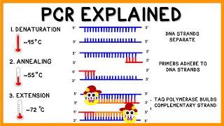 PCR (Polymerase Chain Reaction) Explained