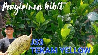 PROSES PENGIRIMAN BIBIT NANGKA VIA PESAWAT || NANGKA MADU J33 || JURAGAN 33 #nangkamadu #jackfruit