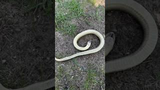 This Snake Plays Dead When Threatened