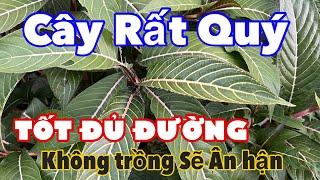 Cây Rất Quý, Hệ Tiêu Hoá Sẽ TỐT LÊN Nhờ Cây Này | CTVC