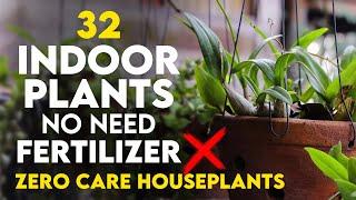 32 Indoor Plants That Don’t Need Fertilizer | Zero Care Houseplant That Thrive without Fertilizer