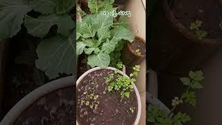 발코니 2층 가족 야채 밭