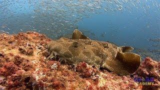 Wobbegong Sharks | SHARK ACADEMY