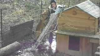 Belgian Malinois Ladder Climb