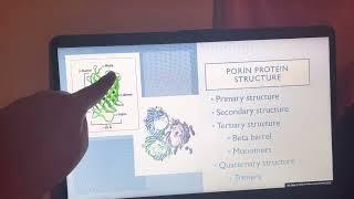 Porin Protein Presentation