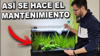  Mantenimiento básico del acuario | Los pasos que nadie más te dirá