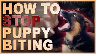 How to Easily Teach Your Puppy To STOP Biting You.