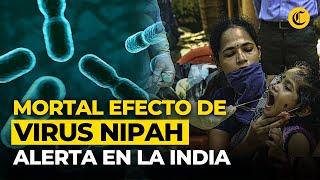 ¿Qué está pasando con el VIRUS NIPAH EN LA INDIA?: Síntomas y cómo se contagia | El Comercio