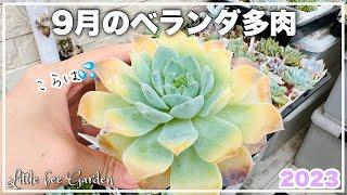 【多肉植物】紅葉じゃないのよこれはまさかの高温障害