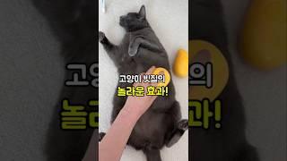 빗질 스파에 중독된 고양이