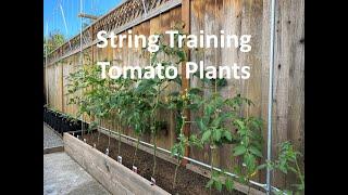 String Method for Growing Tomato Plants - Part #1