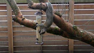 Audubon Squirrel-Proof Bird Feeder: Does it Really Work?