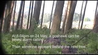 Illegal activity uncovered at goshawk nest, North Yorkshire