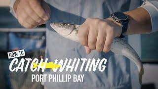 How to catch whiting in Port Phillip Bay