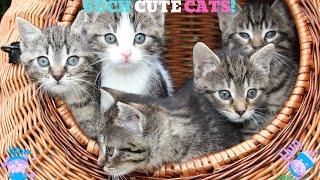 CUTE CATS LOOKING CUTE!!