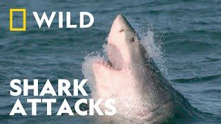 Investigating Shark Bites | Shark Attack 360 | Natioanl Geographic WILD9