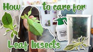 HOW TO CARE FOR LEAF INSECTS