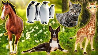 Beautiful Animals Moments Giraff , dog , cats , monkey , otter , horse etc | Animal verse