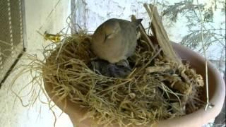 Mourning Dove Nest Cam Part 4