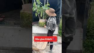 Cây em giao khách đây các bác ơi, nho hạ đen chùm chùm sẵn quả 092.391.2111 #nhavuonngocthao