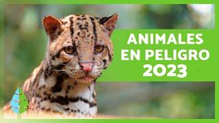 ANIMALES en PELIGRO de EXTINCIÓN 2023 ️ (Top 10)