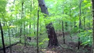 Tree falling in the woods