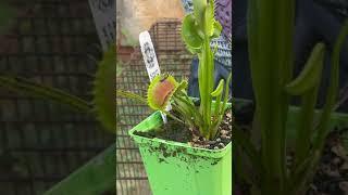 Venus flytrap feeding 44 #plants #flytrap #garden #carnivorousplant