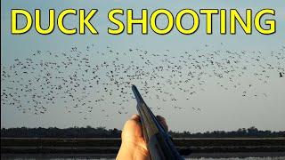 BLOCKBUSTER Duck Hunting Over Decoys On Australian Rice Fields | Wack Em & Stack Em