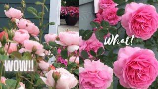 ROSE GARDEN POWER BLAST OF BLOOMS || JUNE 2023 PNW ZONE 8A