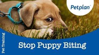 How to Stop Puppy Biting - Petplan