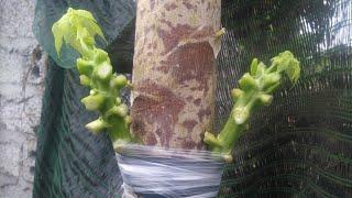 Papaya grafting operation