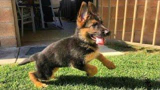 Funniest & Cutest German Shepherd Puppies   Funny Dog Videos 2024