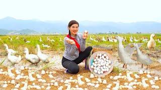 Harvest giant duck eggs to sell at the market - Building Farm Life, Renovate the yard, Daily Farm