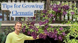 CLEMATIS Tips: How to Grow lots of Flowers, Complete Tutorial