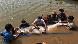 Endangered giant catfish surface in Cambodia's Mekong river | AFP