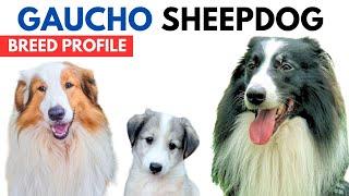 Gaucho Sheepdog Breed Profile History - Price - Traits - Ovelheiro gaúcho Grooming Needs - Lifespan