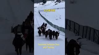 Kashmir Winter Trip #kashmir #gulmarg #winterinkashmir #kashmirtourism #dal #sonmarg #jktourism