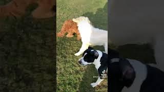 Dogs 